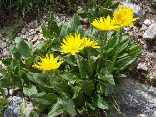 Дороникум Клюза Doronicum clusii фото в альпінарії