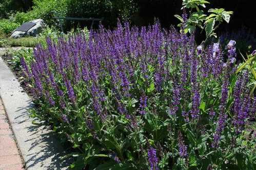 Котовник крупноцветковий Nepeta grandiflora фото