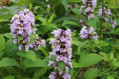 Котовник сибірський Nepeta sibirica фото