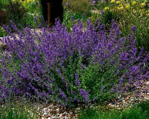 Котовник Фассена сорт Nepeta x faassenii Six Hills Giant фото