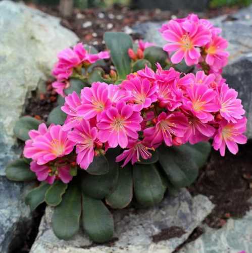 Левізія туполистий або котіледони Lewisia cotyledon Magenta