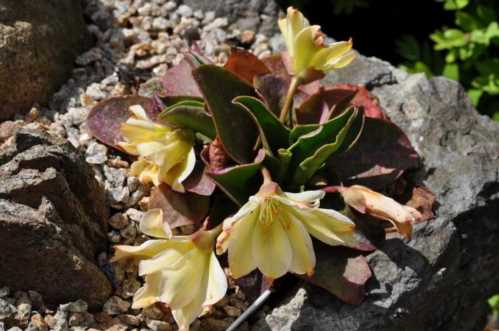 Левізія Твіда Lewisia tweedyi фото