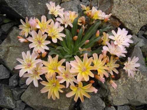 Левізія дліннолепестковая lewisia longipetala сорт Little Peach фото