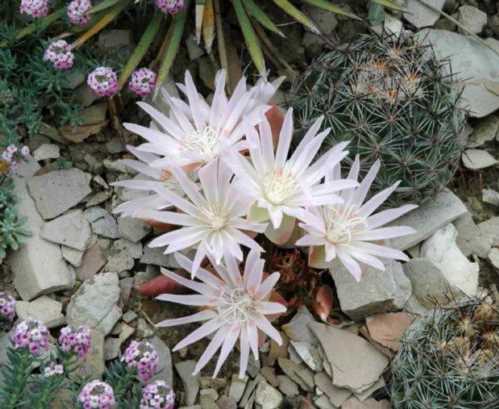 Левізія оновлена ​​Lewisia rediviva фото