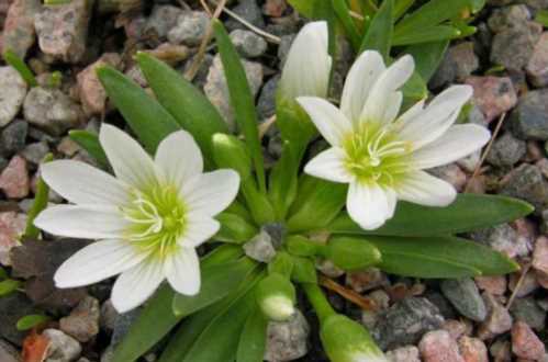 Левізія Невадського lewisia nevadensis