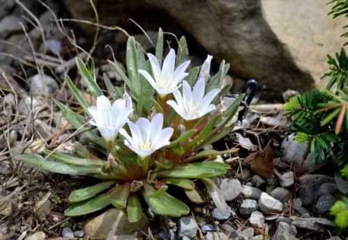 Левізія короткочашечковая lewisia brachycalyx фото