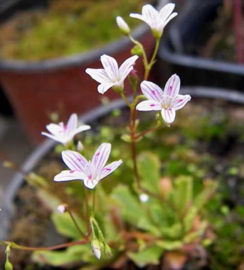 Левізія Кантелоу Lewisia cantelovii фото