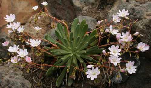 Левізія Колумбійська lewisia cоlumbiana фото