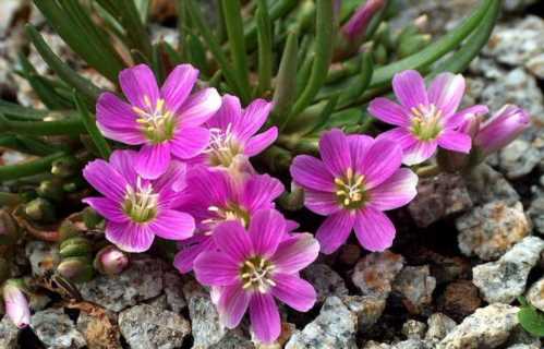 Левізія пігмея Lewisia pygmeae фото