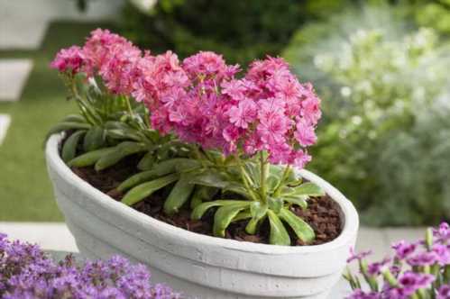 Левізія еліс рубай ред Lewisia Elise Ruby Red фото