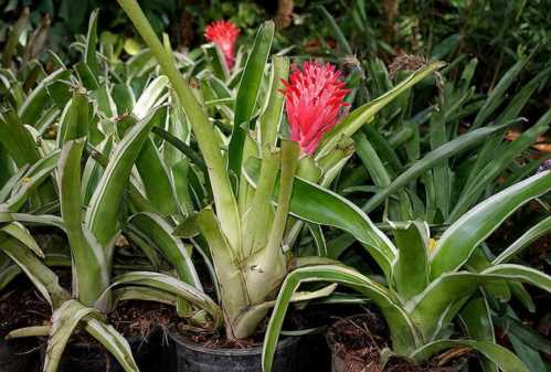 Бильбергия пірамідальна Billbergia pyramidalis фото