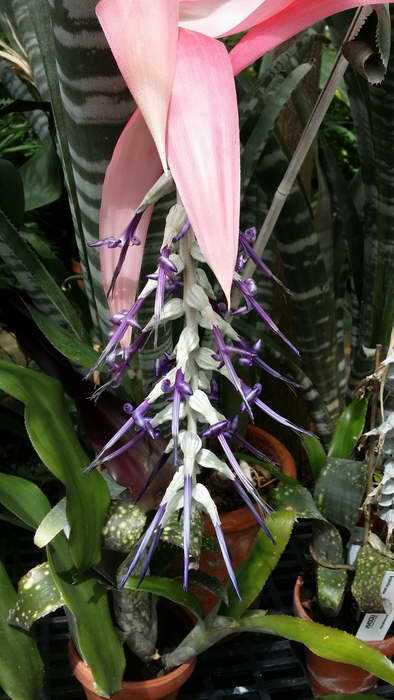 Бильбергия чудова Billbergia magnifica фото