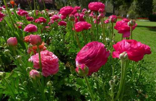 Ранункулюс азіатський Ranunculus asiaticus фото