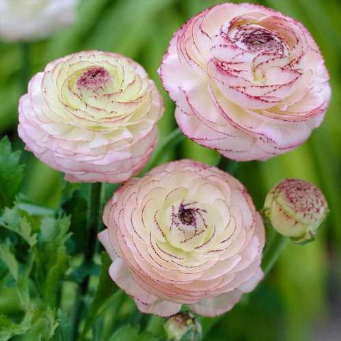 Ранункулюс перський Ranunculus Persian фото