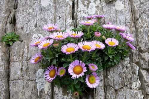 Ерігерон Глаукус Erigeron glaucus фото квітів