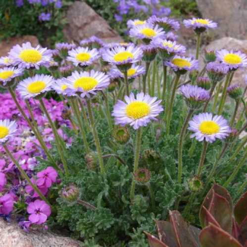 Ерігерон тріфідус Erigeron trifidus фото