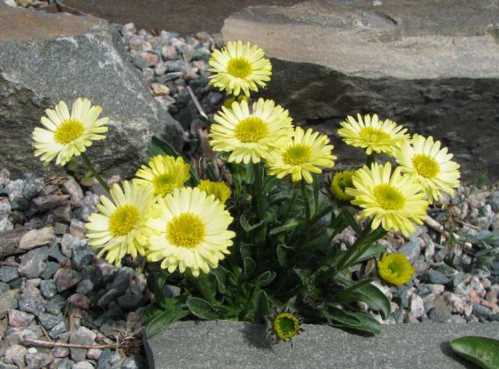 Мелколепестнік жовтий Erigeron aureus фото