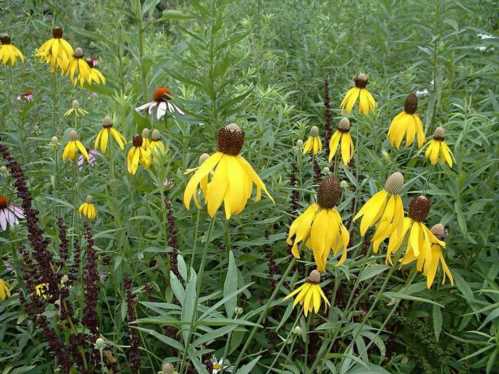 Ратібіда пір'яста Ratibida pinnata фото