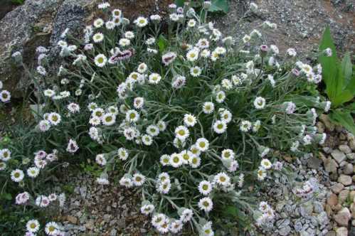 Ерігерон Флетт Erigeron flettii фото квітів