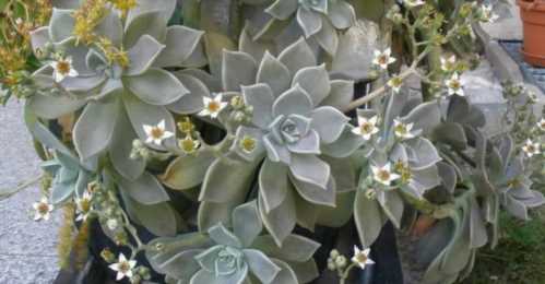 Граптопеталум парагвайський або кам'яна троянда Graptopetalum paraguayense фото