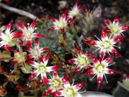 Граптопеталум нітеносная Graptopetalum filiferum фото