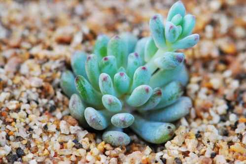 Граптопеталум толстолістний Graptopetalum pachyphyllum фото