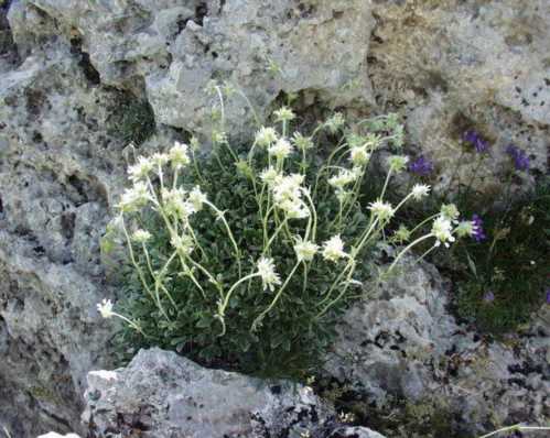 Перстач Апениннского Potentilla apennina фото