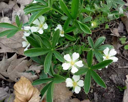 Перстач біла Potentilla alba фото