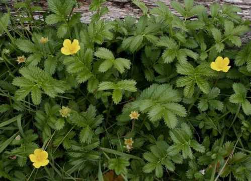 Лапчатка гусяча вона ж гусяча лапка Potentilla anserina фото