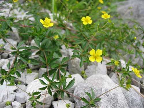 Перстач прямостоячий або пряма, вона ж калган Potentilla erecta фото