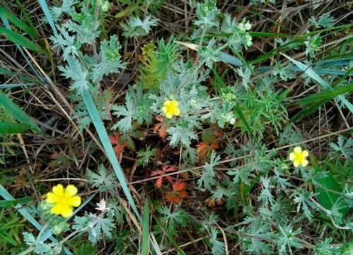 Перстач сріблястий Potentilla argentea фото