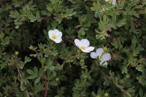 Пятілісточнік даурский Pentaphylloides davurica фото