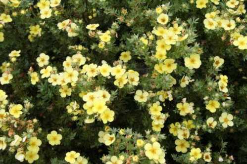 Перстач чагарникова Катерина Дайкс potentilla fruticosa Katherine Dykes фото