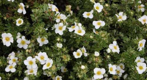 Перстач чагарникова сорт potentilla fruticosa Elizabeth