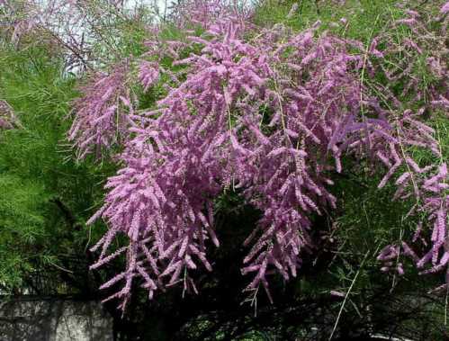 Тамарікс витончений Tamarix gracilis Willd фото