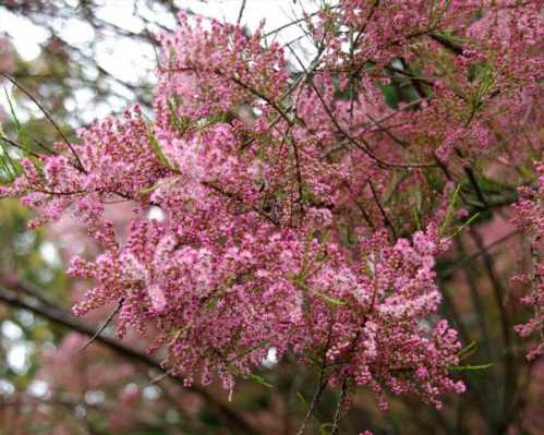 Тамарікс мілкоцвітна Tamarix parviflora фото