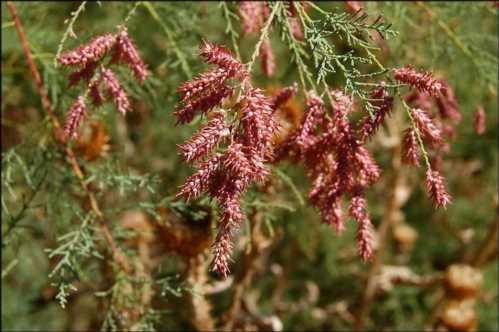 Тамарікс дводомний Tamarix dioica фото