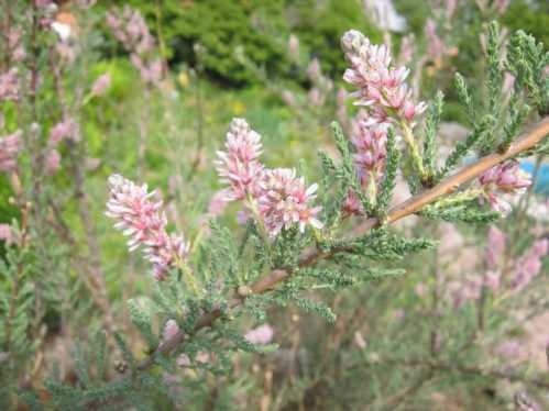 Мірікарія даурская длиннолистная Myricaria longifoliia фото