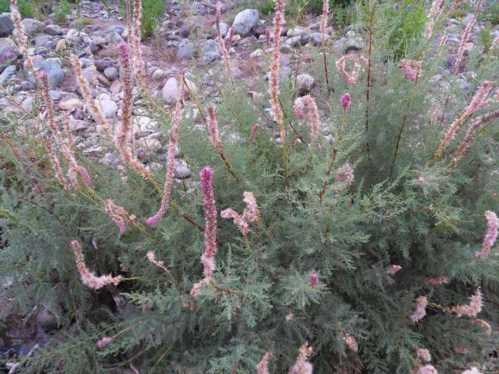 Мірікарія лісохвостная або лісохвостіковая Myricaria alopecuroides фото