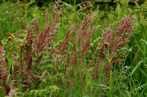 Костриця червона Festuca rubra фото