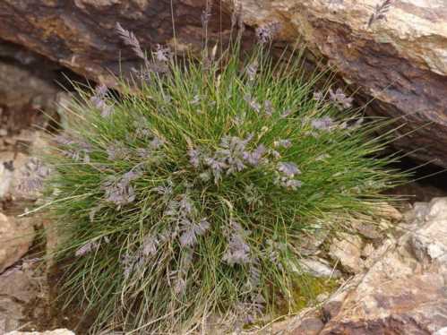 Костриця льодовикова Festuca glacialis фото