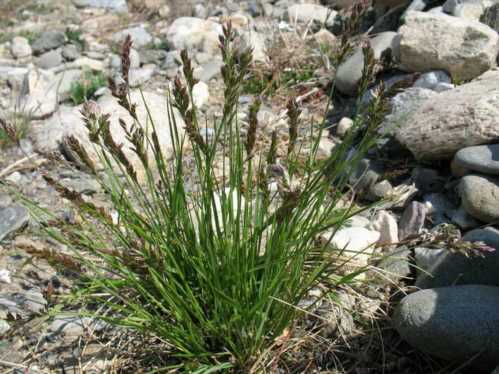 Костриця сибірська Festuca sibirica фото