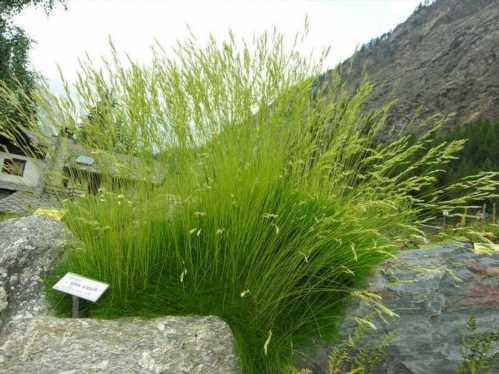 Костриця овеча Festuca ovina фото