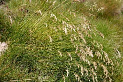 Костриця лучна Festuca pratensis фото