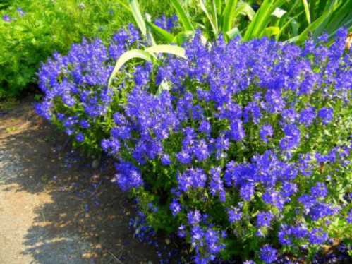 Вероніка велика широка сорт Роял блю блакитна Veronica teucrium Royal Blue