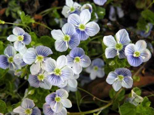 Веронікак ниткоподібна Veronica filiformis фото