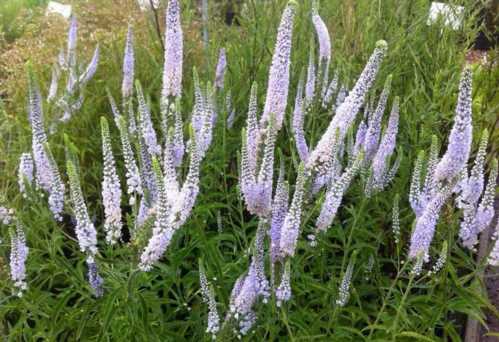 Вероніка довголиста Veronica longifolia фото