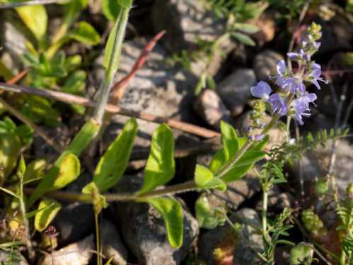 Вероніка лікарська Veronica officinalis фото