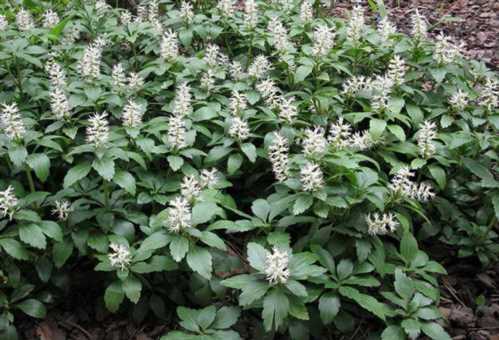 Пахизандра верхівкова Pachysandra terminalis фото