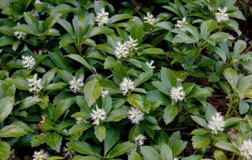 Пахизандра верхівкова Грін карпет pachysandra terminalis green carpet